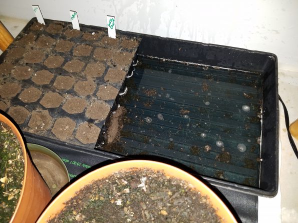 Starting Seed Water Tray 