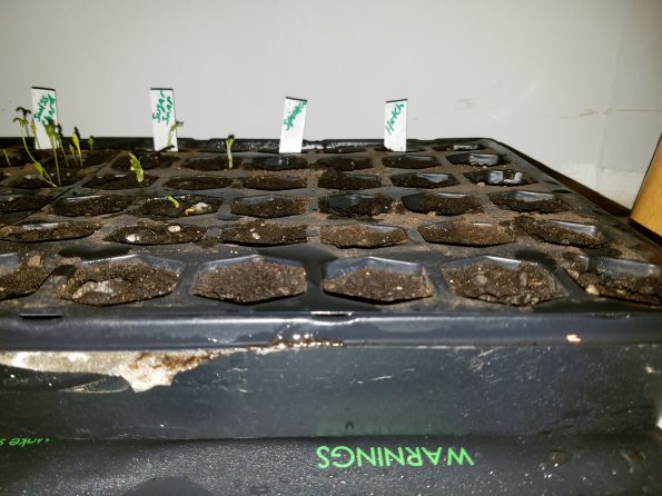 Starting Seed Sprouts