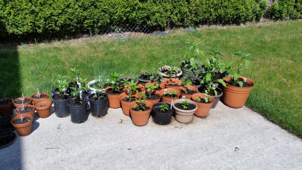 grow peppers in pots