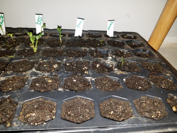 grow seeds indoors hatch green chilis spinach sprouting seedlings