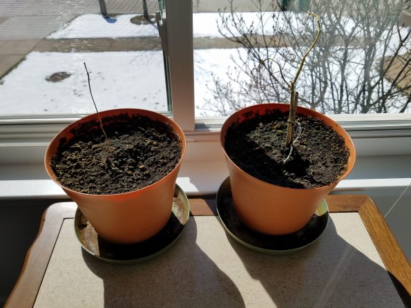 grow seeds indoors Moringa Olfeira in window