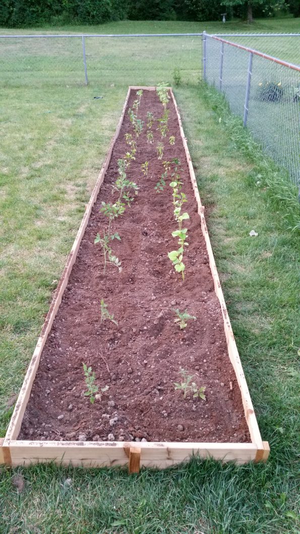 freshly planted garden grow bed