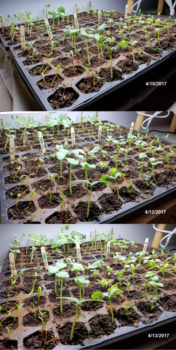 starting seedlings
