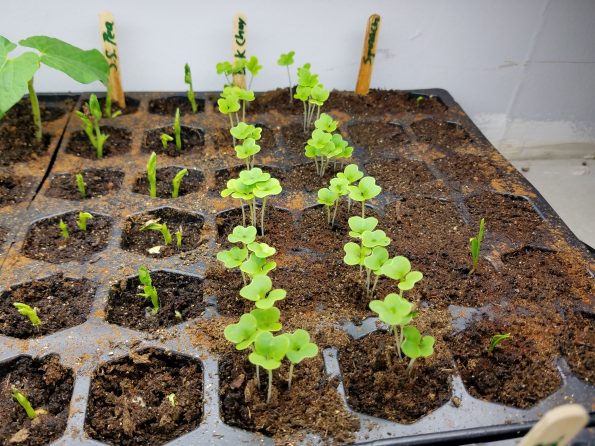 starting seedlings