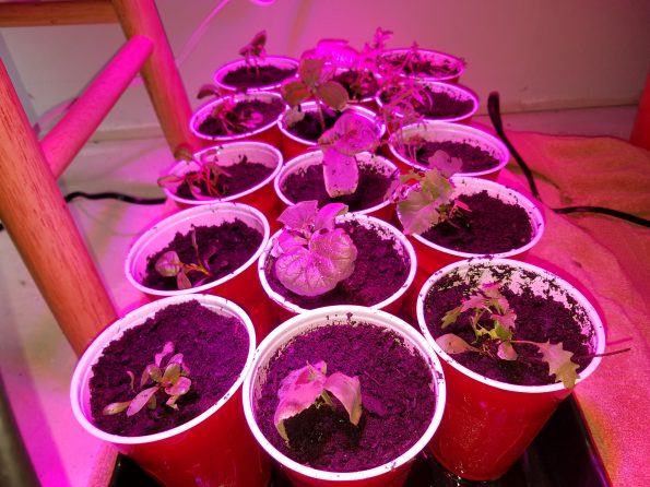 plant seedlings