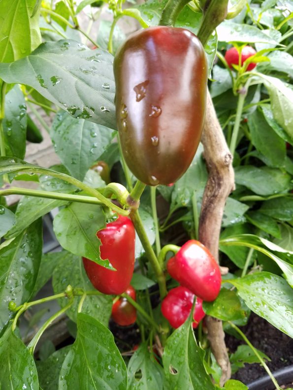 Cross Pollinating Peppers