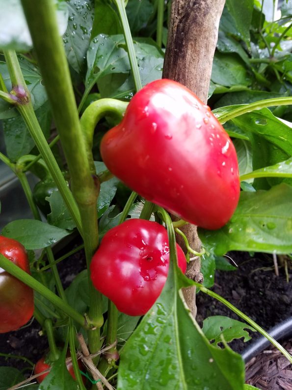 Cross Pollinating Peppers