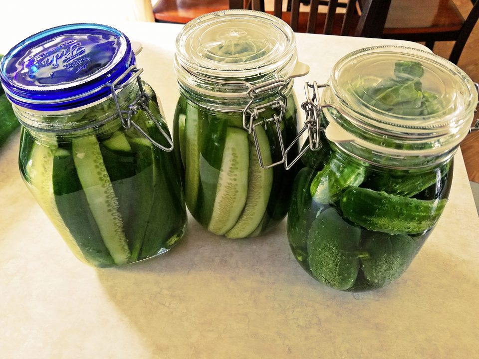 fermented pickles